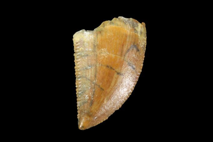 Serrated, Raptor Tooth - Real Dinosaur Tooth #90048
